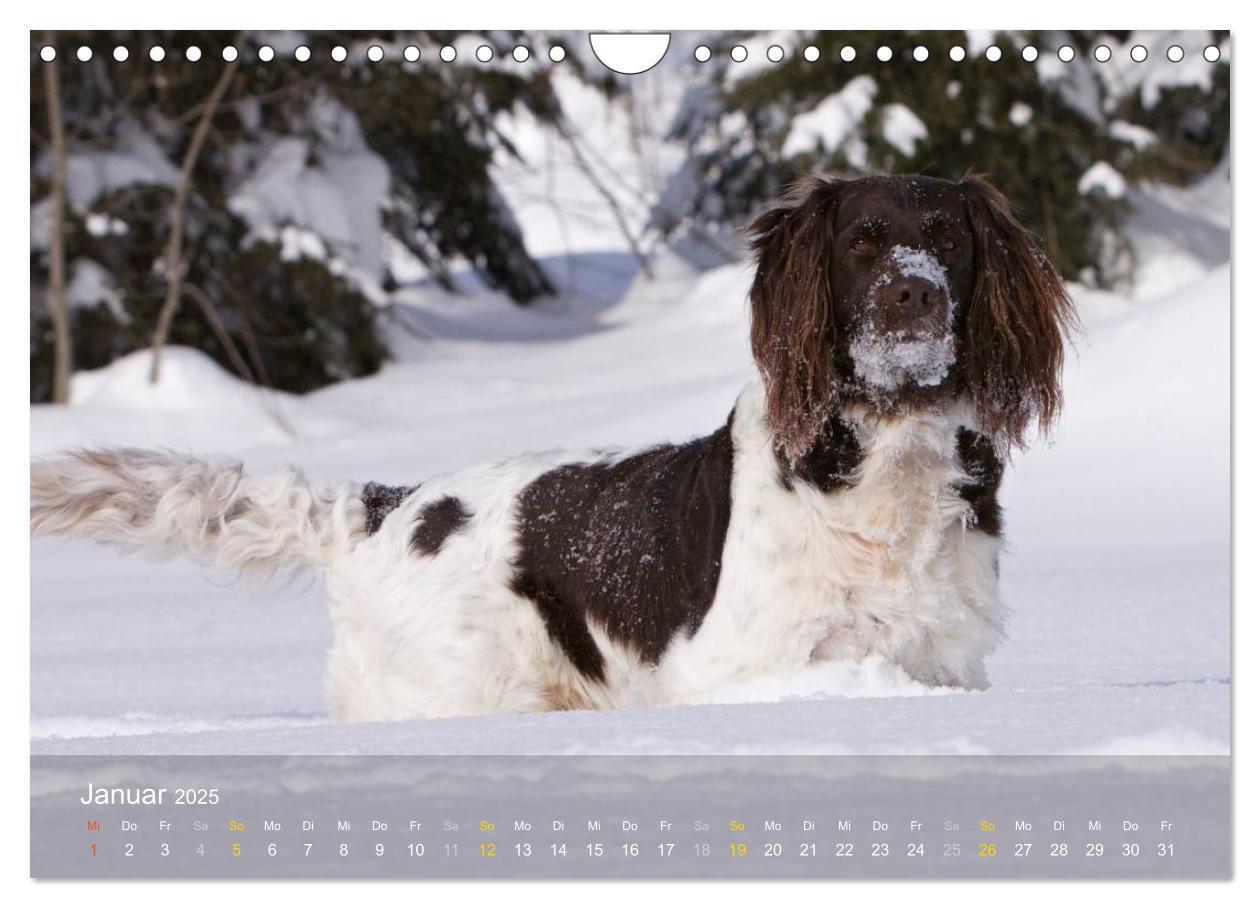 Bild: 9783435633081 | Kleiner Münsterländer Vorstehhund (Wandkalender 2025 DIN A4 quer),...