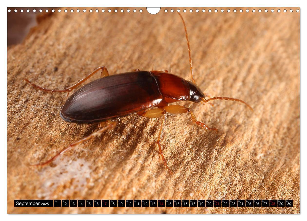 Bild: 9783435076949 | LAUFKÄFER - CARABIDAE (Wandkalender 2025 DIN A3 quer), CALVENDO...