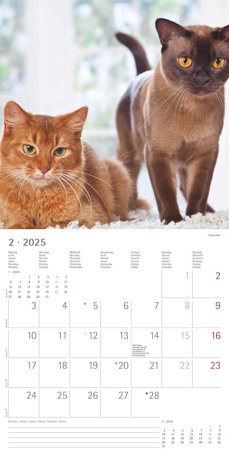 Bild: 4251732340674 | Katzen 2025 - Broschürenkalender 30x30 cm (30x60 geöffnet) -...