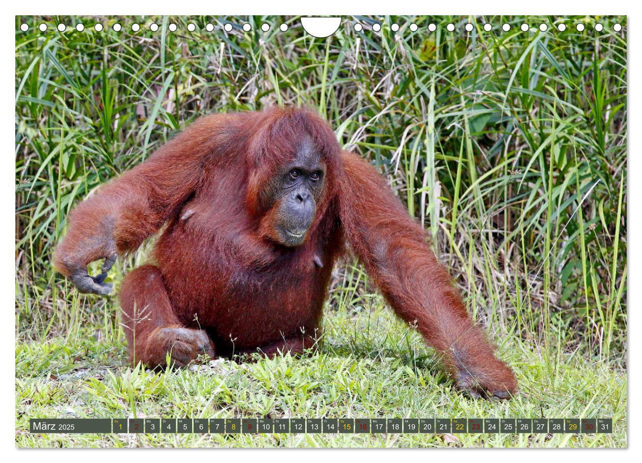 Bild: 9783435361915 | Waldmenschen - Orang Utans auf Borneo (Wandkalender 2025 DIN A4...