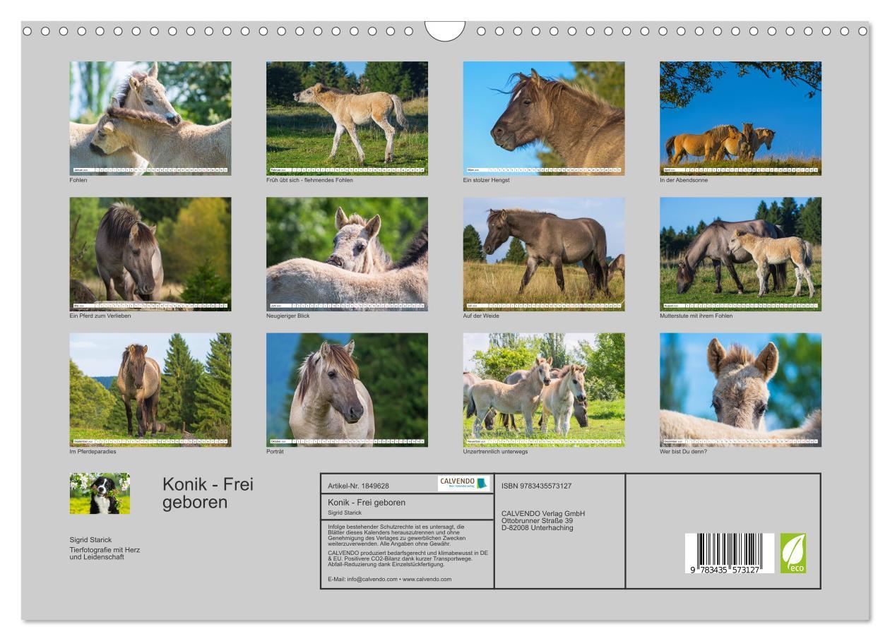 Bild: 9783435573127 | Konik - Frei geboren (Wandkalender 2025 DIN A3 quer), CALVENDO...