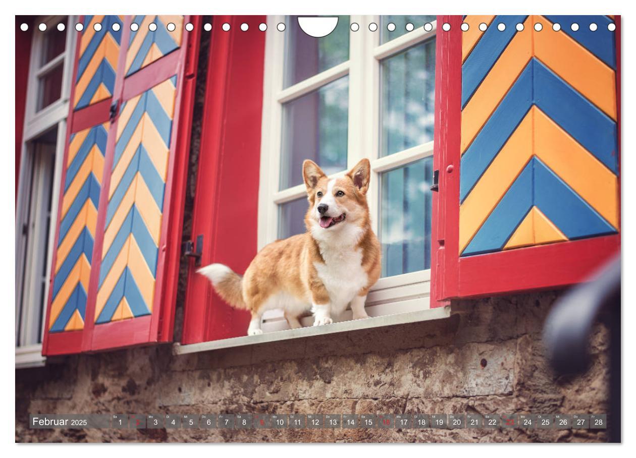 Bild: 9783435118861 | Welsh Corgi - Der Kobold unter den Hunden (Wandkalender 2025 DIN A4...