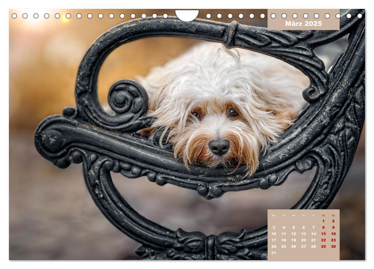 Bild: 9783435034086 | Rocket der Havaneser (Wandkalender 2025 DIN A4 quer), CALVENDO...