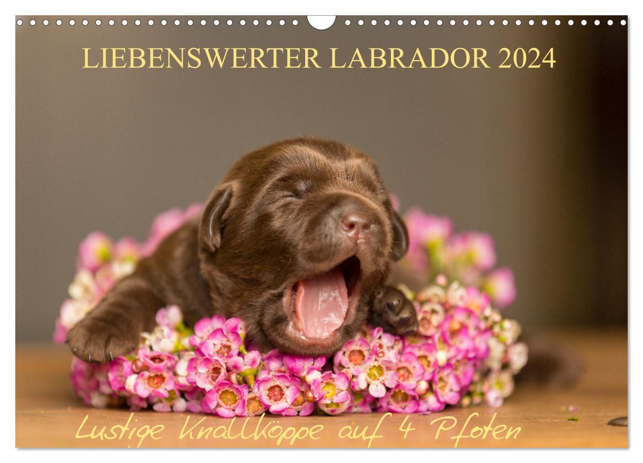 Cover: 9783383316586 | Liebenswerter Labrador 2024 (Wandkalender 2024 DIN A3 quer),...