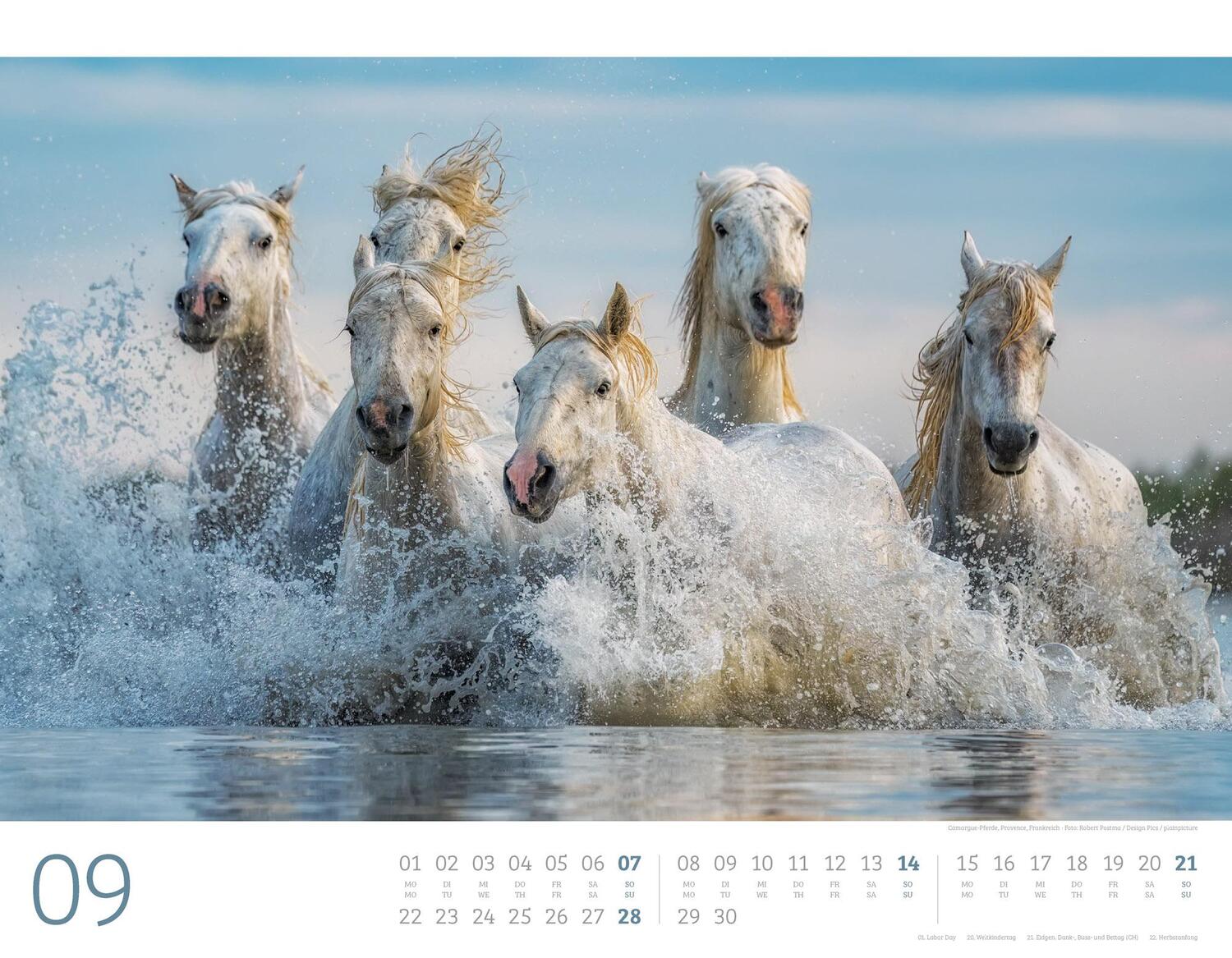 Bild: 9783838435084 | Wilde Pferde Kalender 2025 | Ackermann Kunstverlag | Kalender | 14 S.