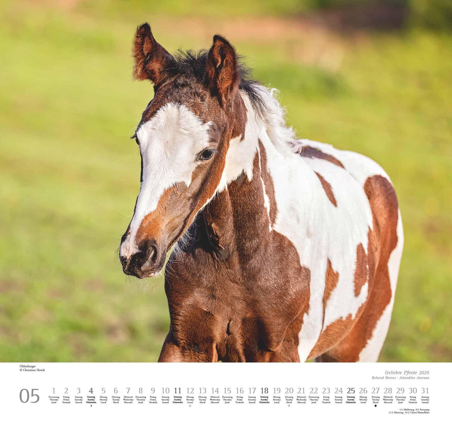 Bild: 4250809653891 | Geliebte Pferde 2025 - DUMONT-Wandkalender - Pferdefotografie von...