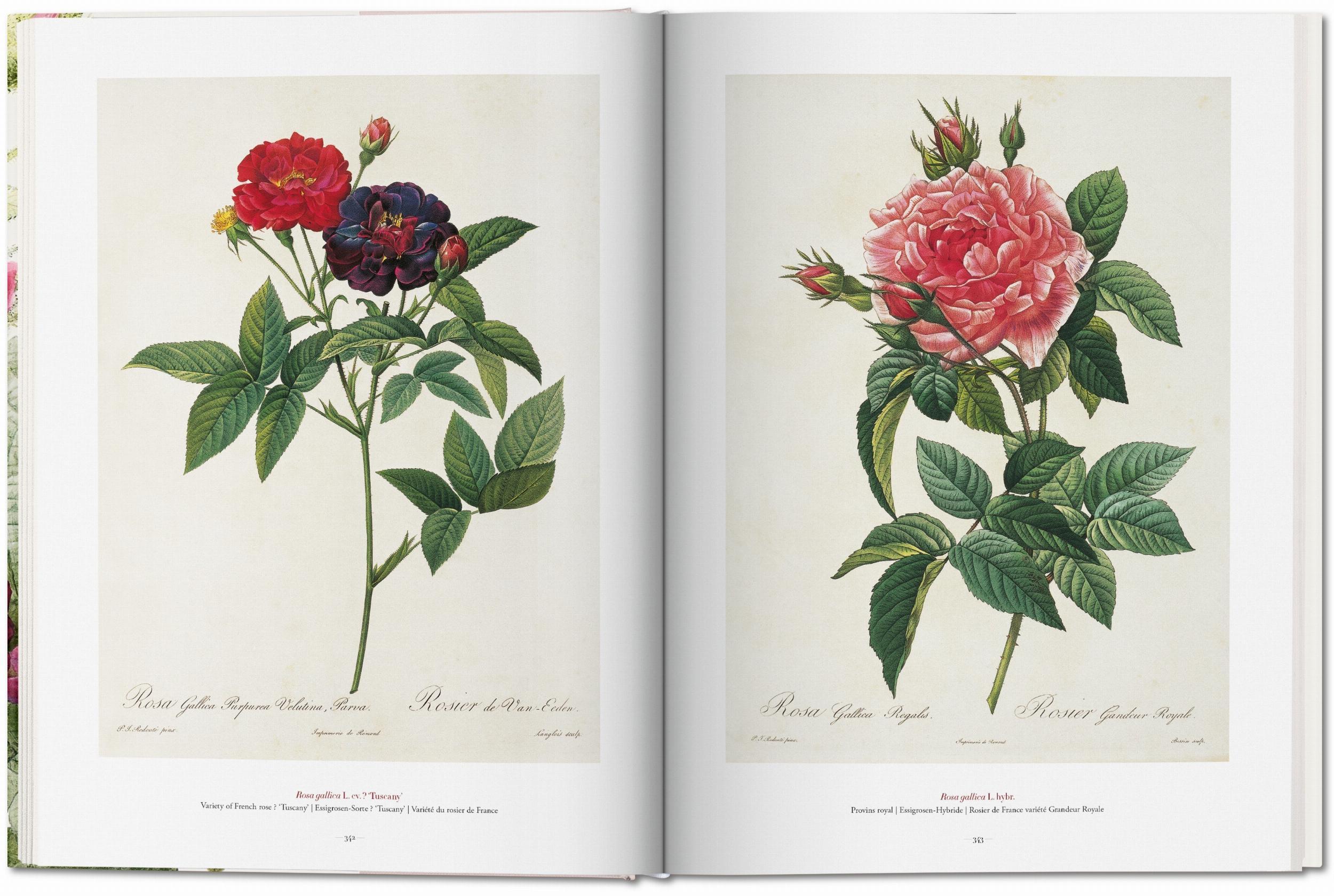 Bild: 9783836568937 | Redouté. The Book of Flowers | H. Walter Lack | Buch | Hardcover