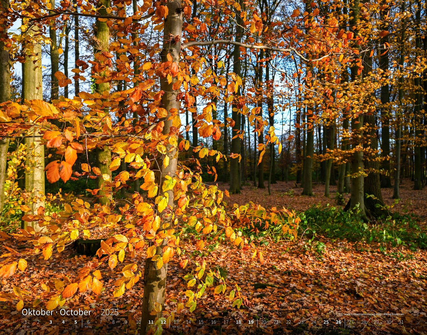 Bild: 9783862923397 | Bäume-Wälder 2025 Großformat-Kalender 58 x 45,5 cm | Linnemann Verlag