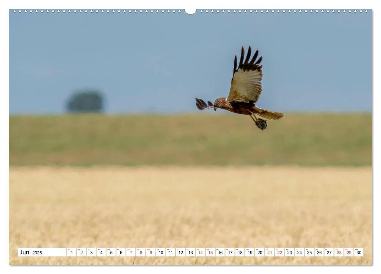 Bild: 9783435091843 | Heimische GREIFVÖGEL Adler Milan Bussard Weihe Sperber...