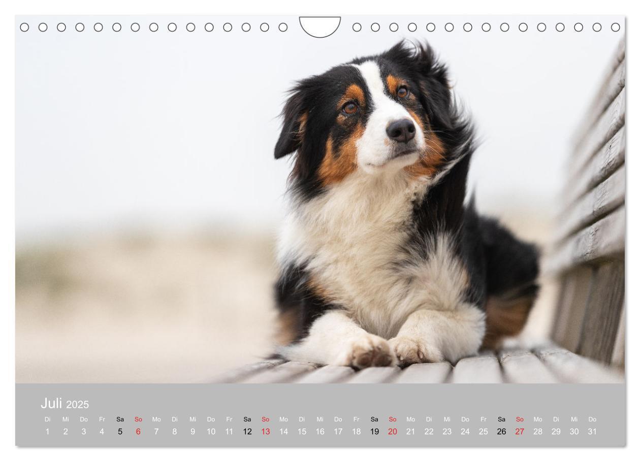 Bild: 9783435673247 | Australian Shepherd 2025 (Wandkalender 2025 DIN A4 quer), CALVENDO...