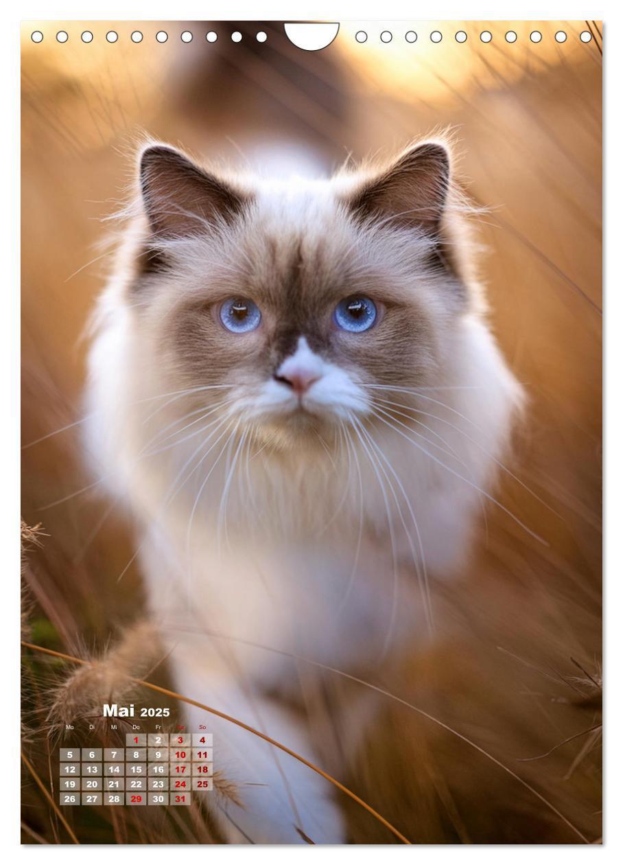 Bild: 9783383833274 | Pfotenabenteuer - Ragdolls in der Natur (Wandkalender 2025 DIN A4...