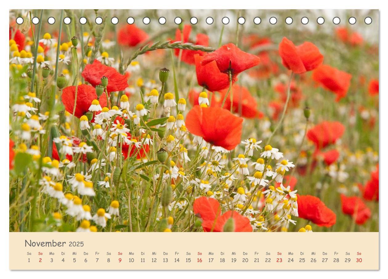 Bild: 9783435493500 | Mohnblumen - rote Schönheiten (Tischkalender 2025 DIN A5 quer),...