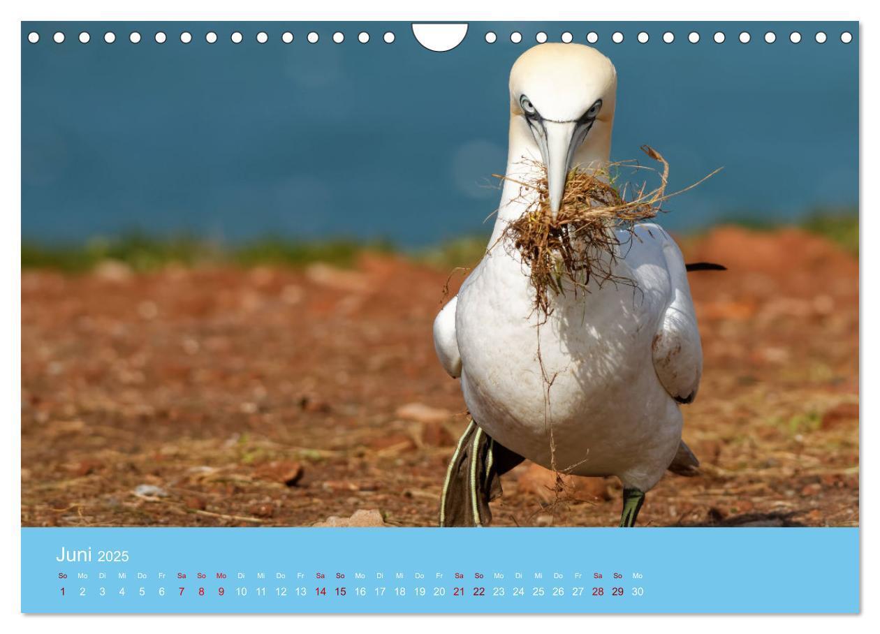 Bild: 9783457207666 | Basstölpel auf Helgoland - von Ostfriesenfotografie (Wandkalender...