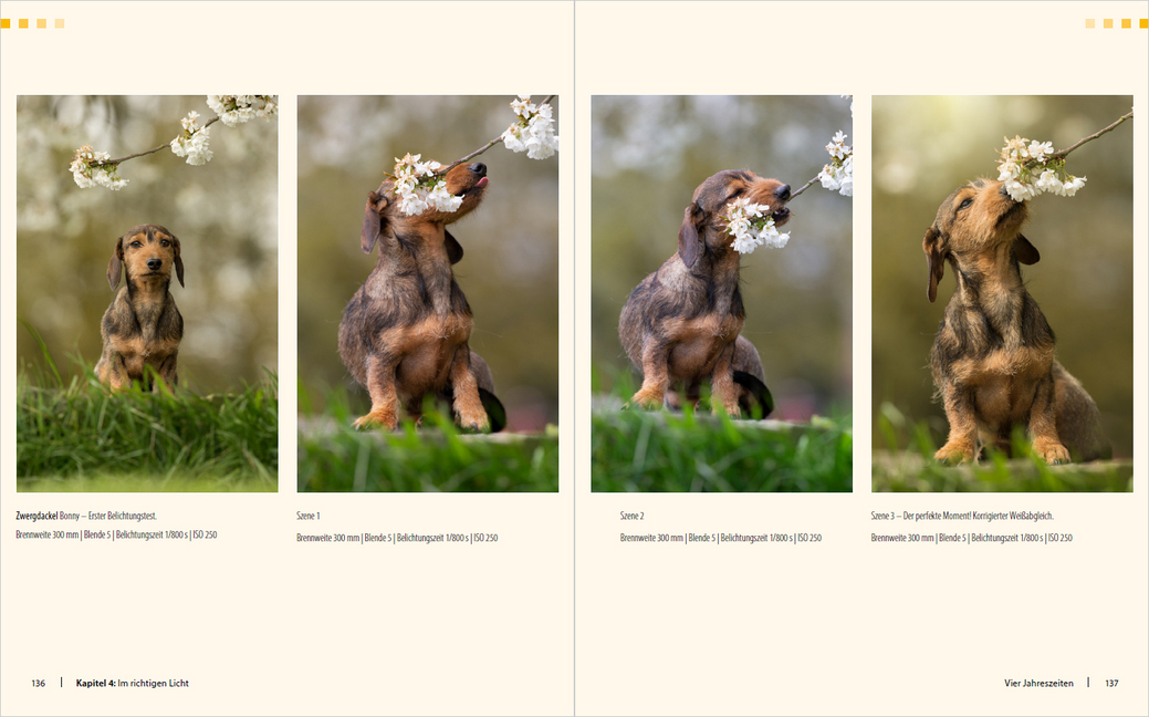 Bild: 9783832803490 | Hunde-Shooting - Fotografieren mit "Wau-Effekt" | Regine Heuser | Buch