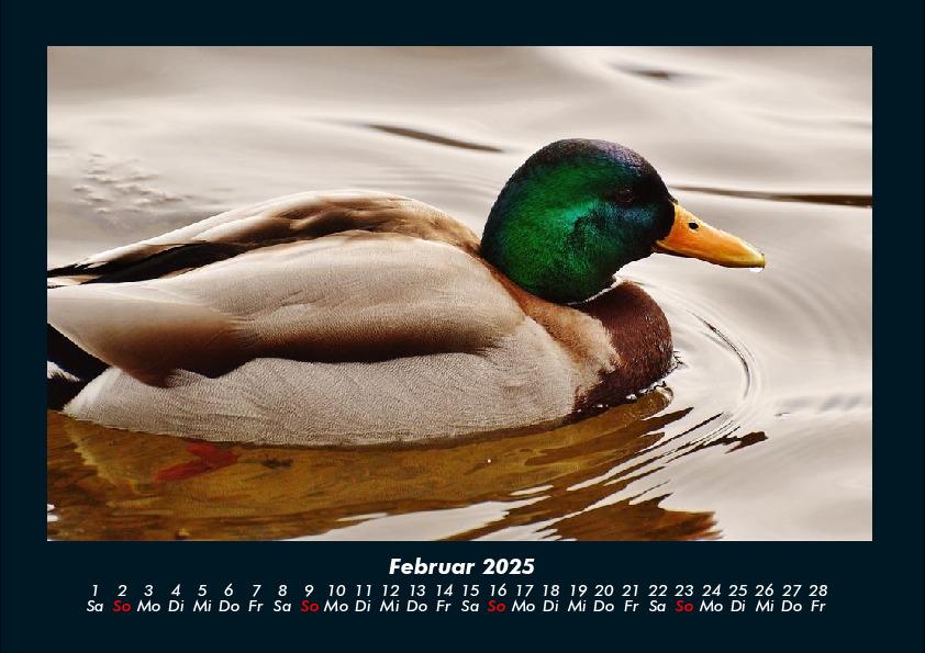 Bild: 9783755990550 | Enten 2025 Fotokalender DIN A4 | Tobias Becker | Kalender | Kalender