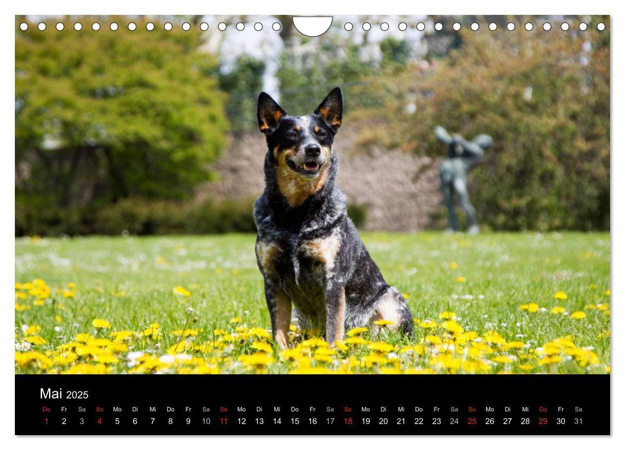 Bild: 9783435463947 | Australian Cattle Dogs zwischen Kunst und Kultur (Wandkalender 2025...