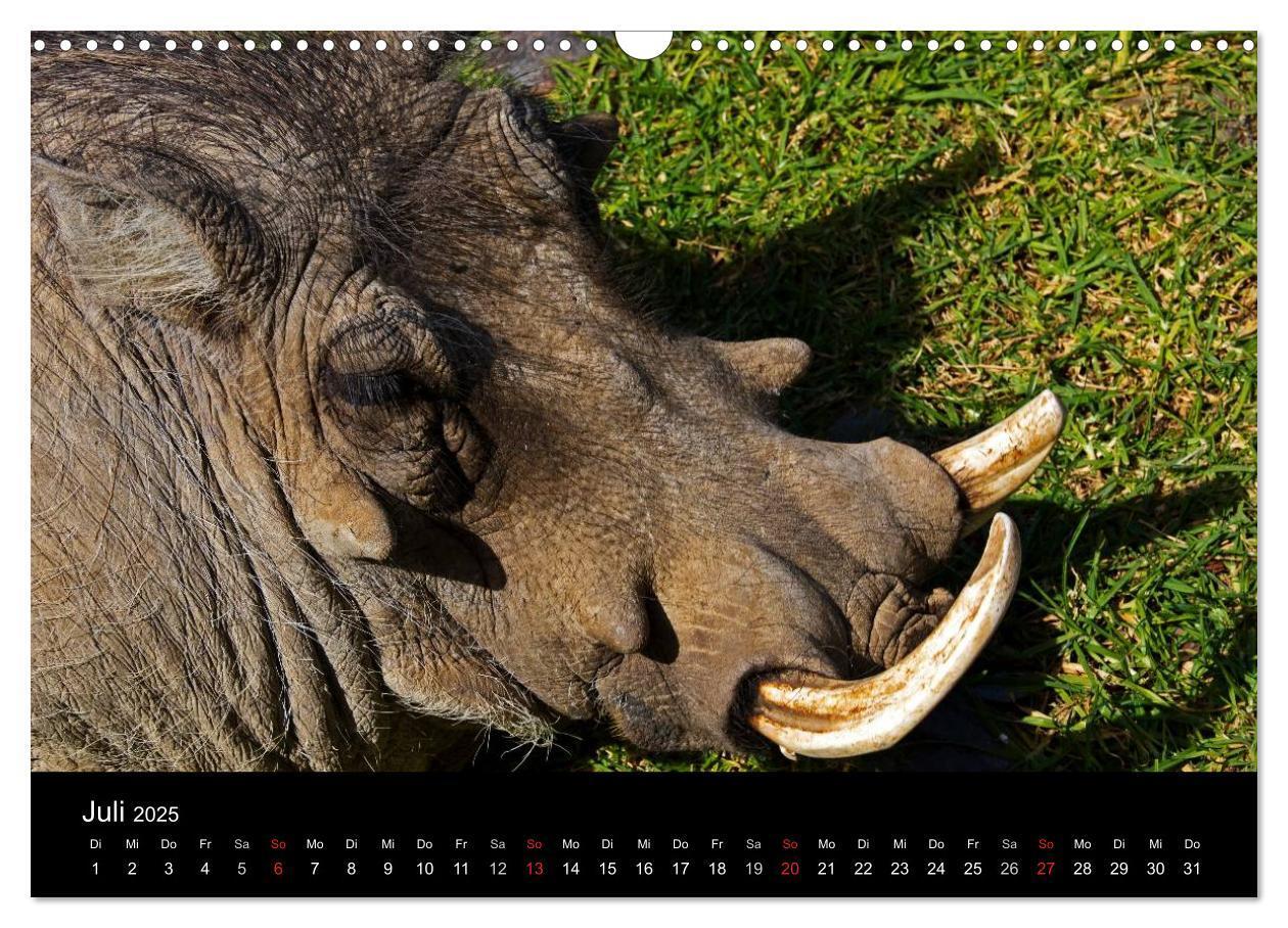 Bild: 9783435777280 | Namibias Tiere: von groß bis klein (Wandkalender 2025 DIN A3 quer),...