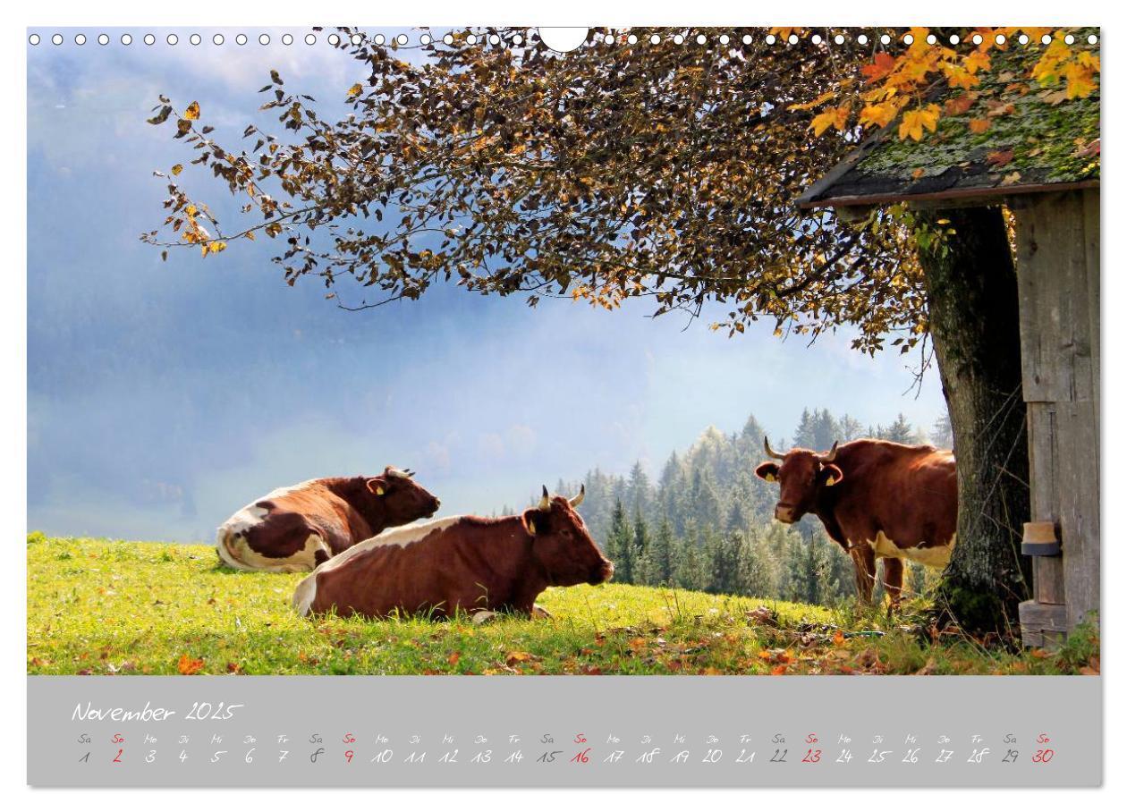 Bild: 9783435536078 | Friedliche Kühe (Wandkalender 2025 DIN A3 quer), CALVENDO...