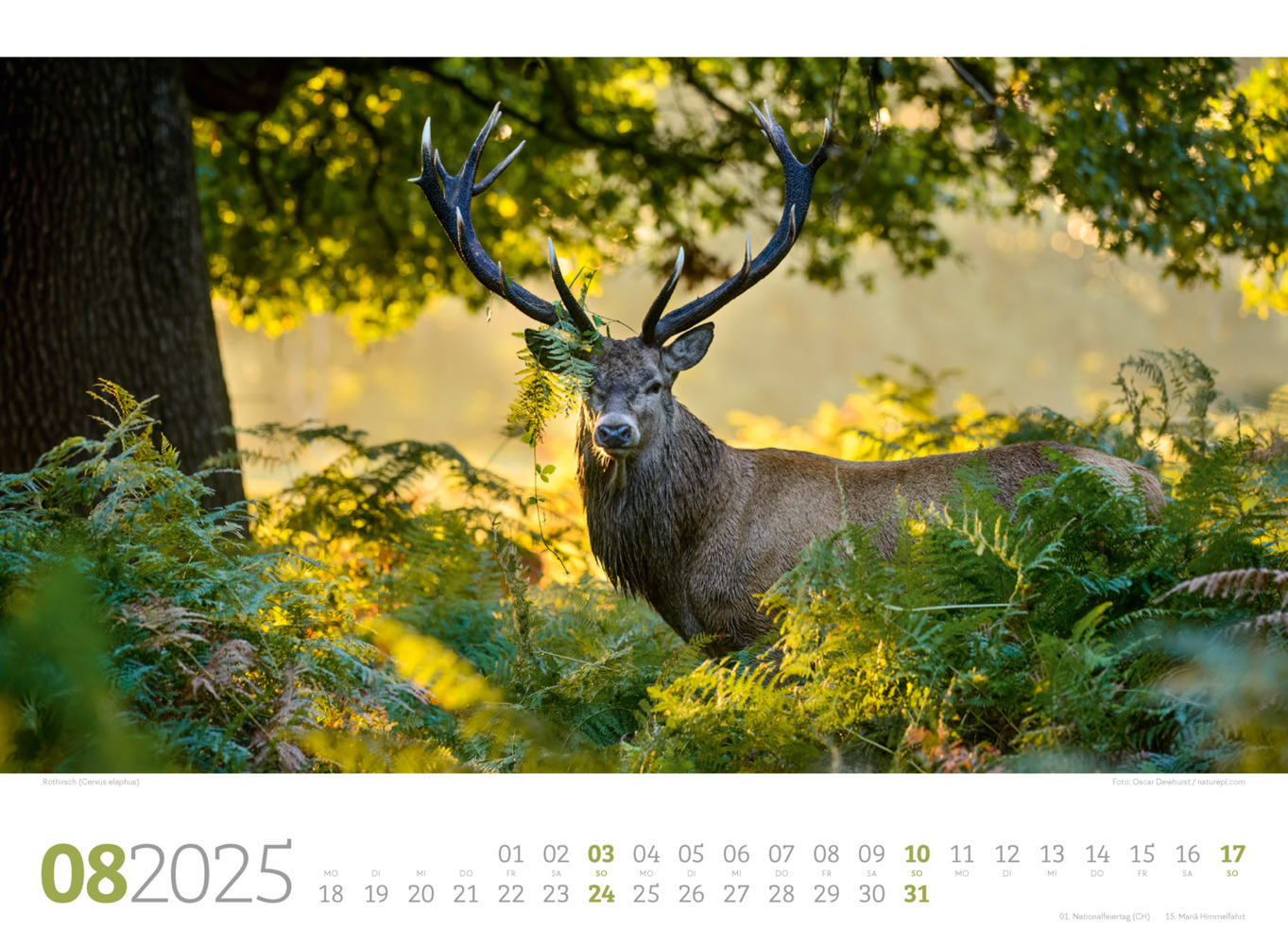 Bild: 9783838425825 | Tierwelt Wald Kalender 2025 | Ackermann Kunstverlag | Kalender | 14 S.