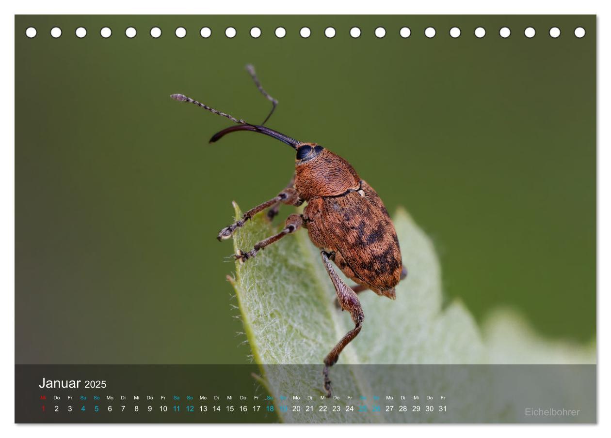 Bild: 9783383987816 | Kleine Kostbarkeiten Insekten (Tischkalender 2025 DIN A5 quer),...