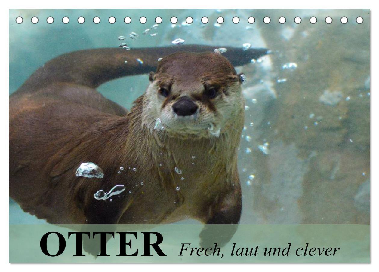 Cover: 9783383388637 | Otter. Frech, laut und clever (Tischkalender 2024 DIN A5 quer),...