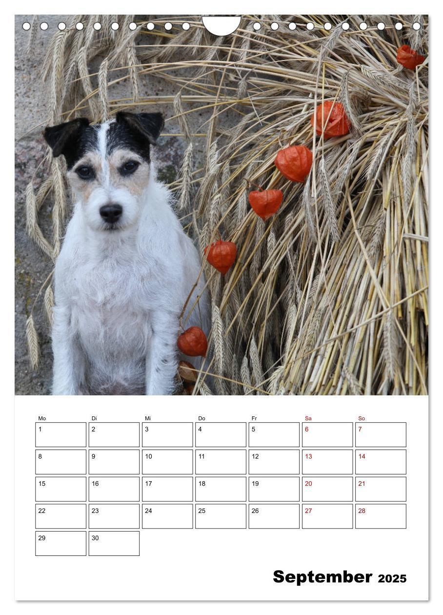 Bild: 9783435996063 | Tender Fellows - Parson Russell Terrier (Wandkalender 2025 DIN A4...