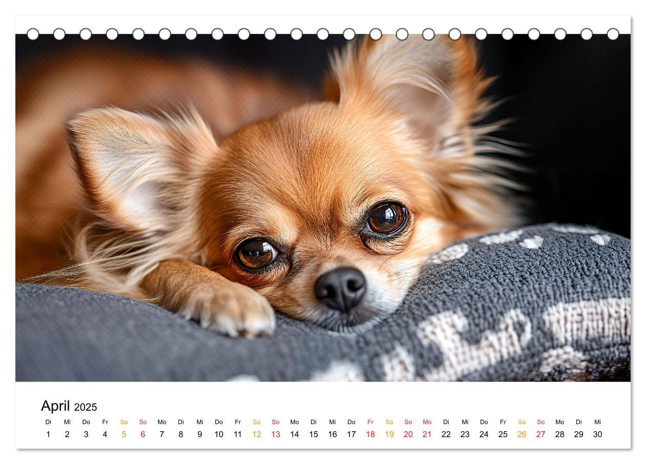 Bild: 9783457237106 | Chihuahua - kleine Energiebündel (Tischkalender 2025 DIN A5 quer),...