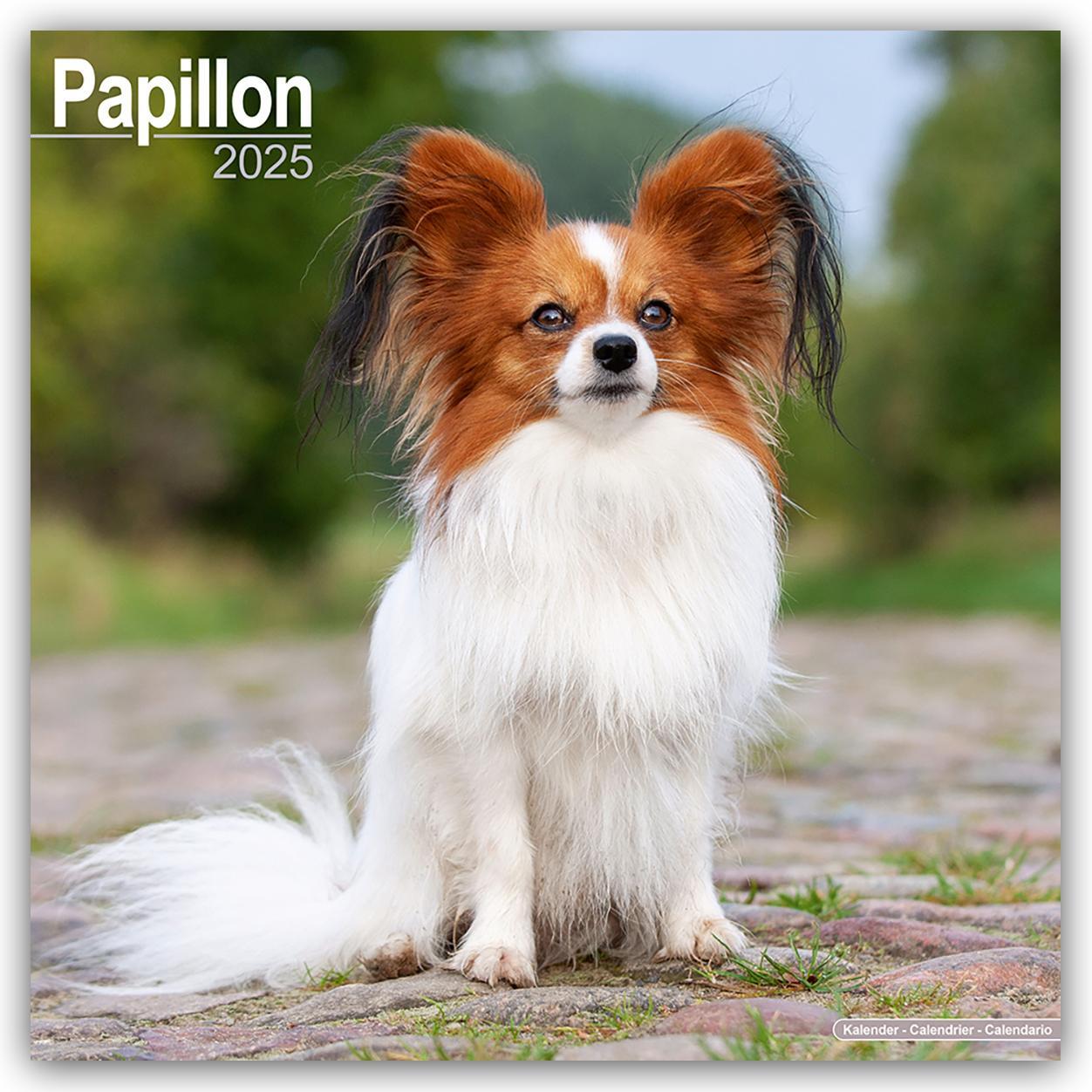 Cover: 9781804603727 | Papillon 2025 - 16-Monatskalender | Avonside Publishing Ltd | Kalender