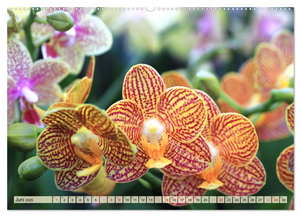 Bild: 9783383765100 | Beliebte Orchideen (Wandkalender 2025 DIN A2 quer), CALVENDO...