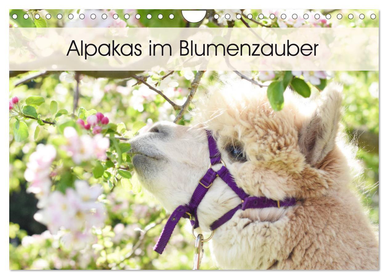 Cover: 9783435301652 | Alpakas im Blumenzauber (Wandkalender 2025 DIN A4 quer), CALVENDO...