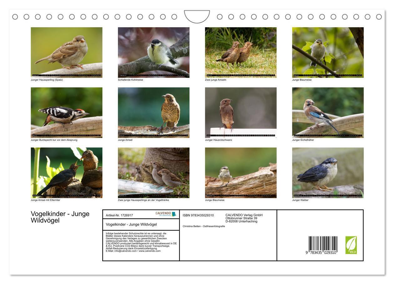 Bild: 9783435029310 | Vogelkinder - Junge Wildvögel (Wandkalender 2025 DIN A4 quer),...