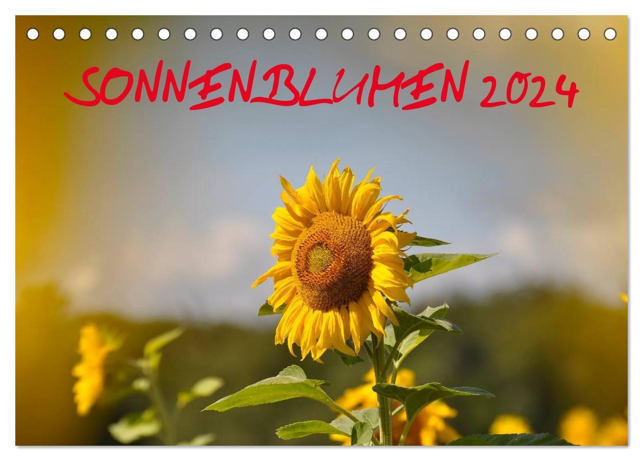 Cover: 9783675588387 | Sonnenblumen 2024 (Tischkalender 2024 DIN A5 quer), CALVENDO...