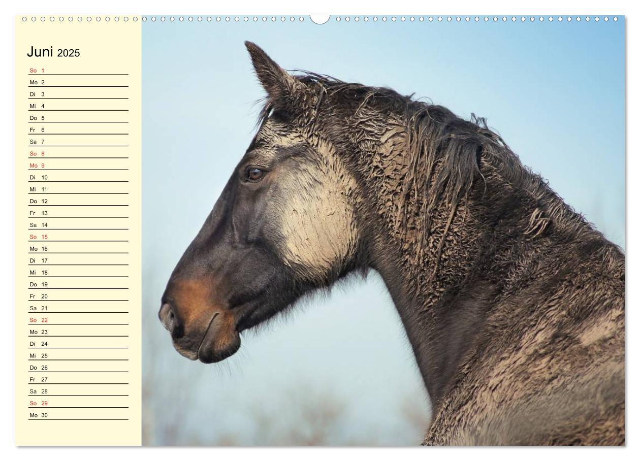 Bild: 9783435528912 | Wilde Pferde. Mustangs in USA (Wandkalender 2025 DIN A2 quer),...