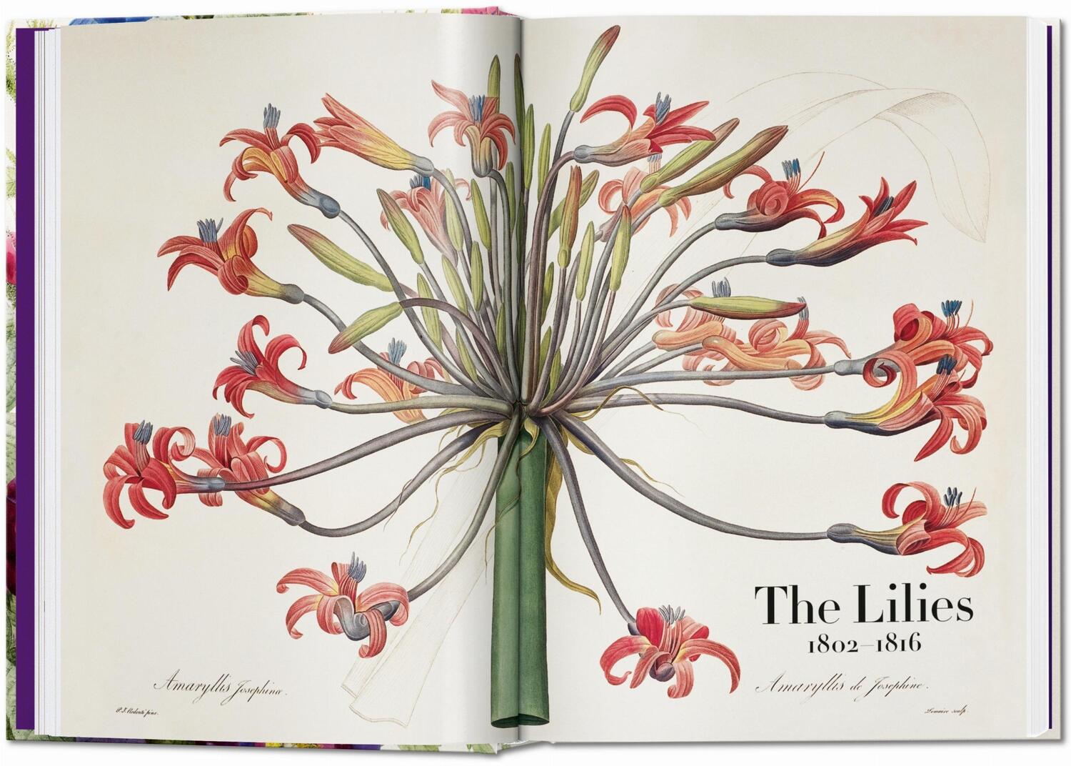 Bild: 9783836556651 | Redouté. The Book of Flowers. 40th Ed. | H. Walter Lack | Buch | 2020