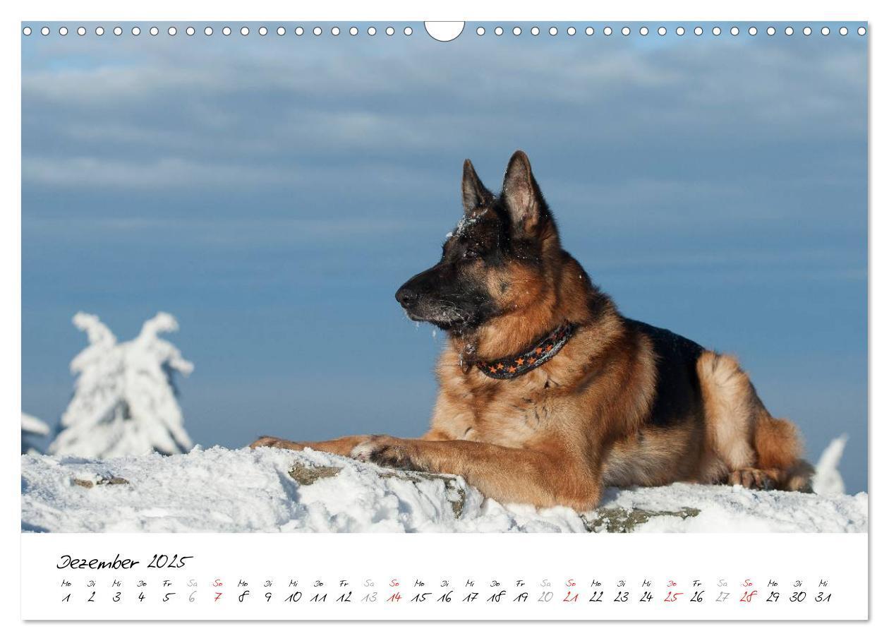 Bild: 9783435495511 | Schäferhunde Seelenhunde (Wandkalender 2025 DIN A3 quer), CALVENDO...