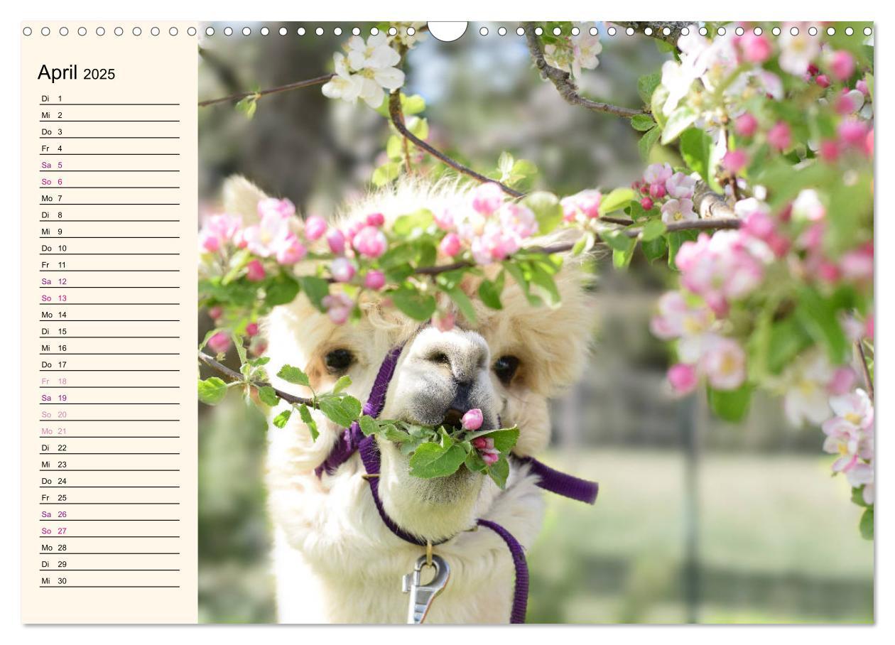 Bild: 9783435301256 | Alpakas im Blumenzauber (Wandkalender 2025 DIN A3 quer), CALVENDO...