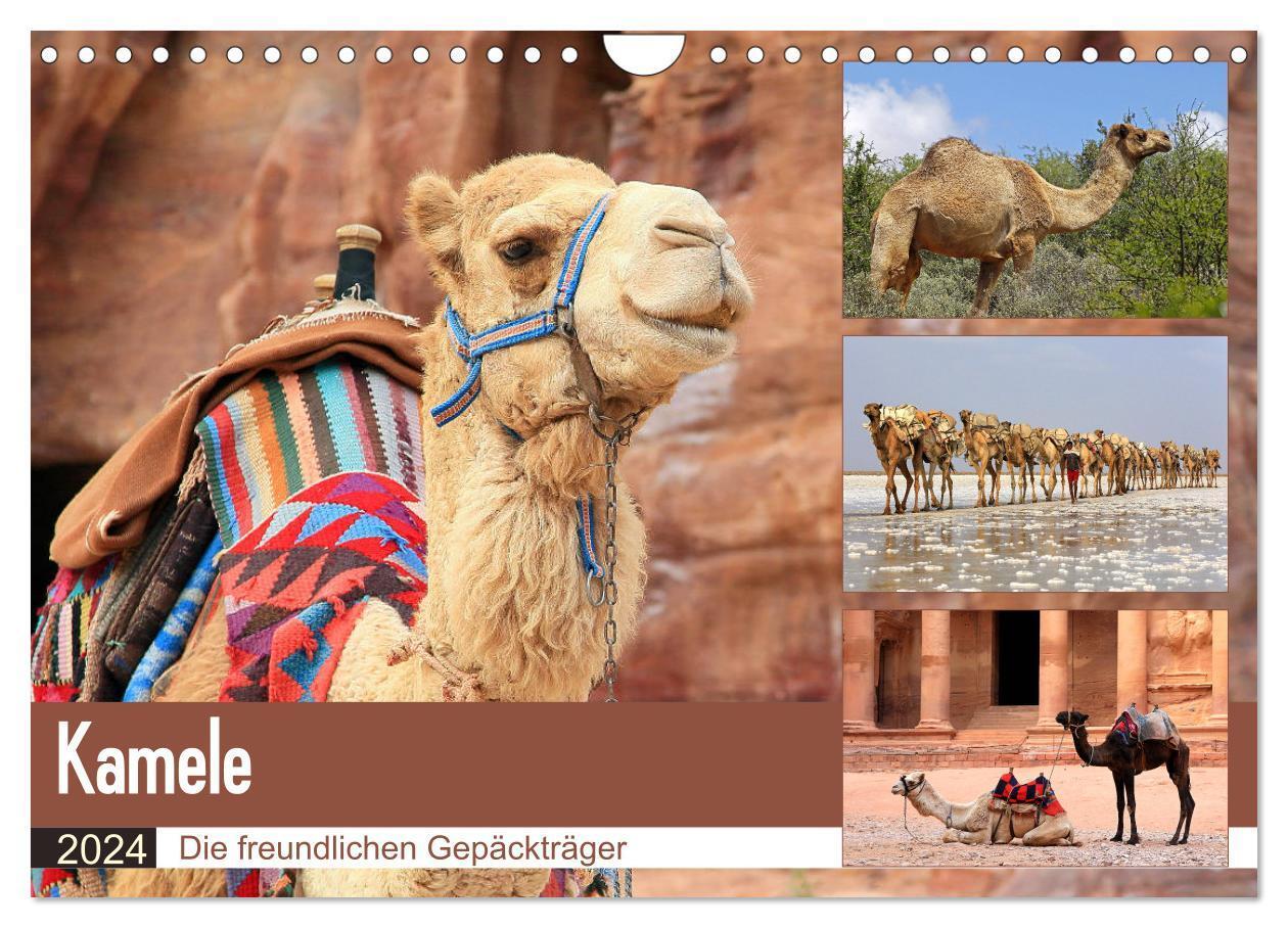 Cover: 9783383141669 | Kamele - Die freundlichen Gepäckträger (Wandkalender 2024 DIN A4...
