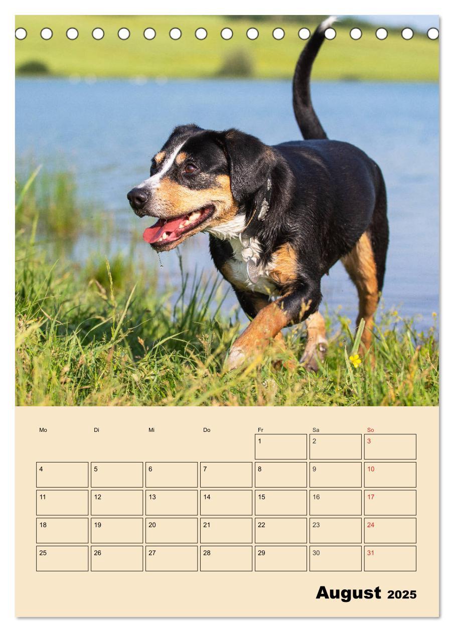 Bild: 9783435944408 | Jahresplaner Entlebucher Sennenhund (Tischkalender 2025 DIN A5...