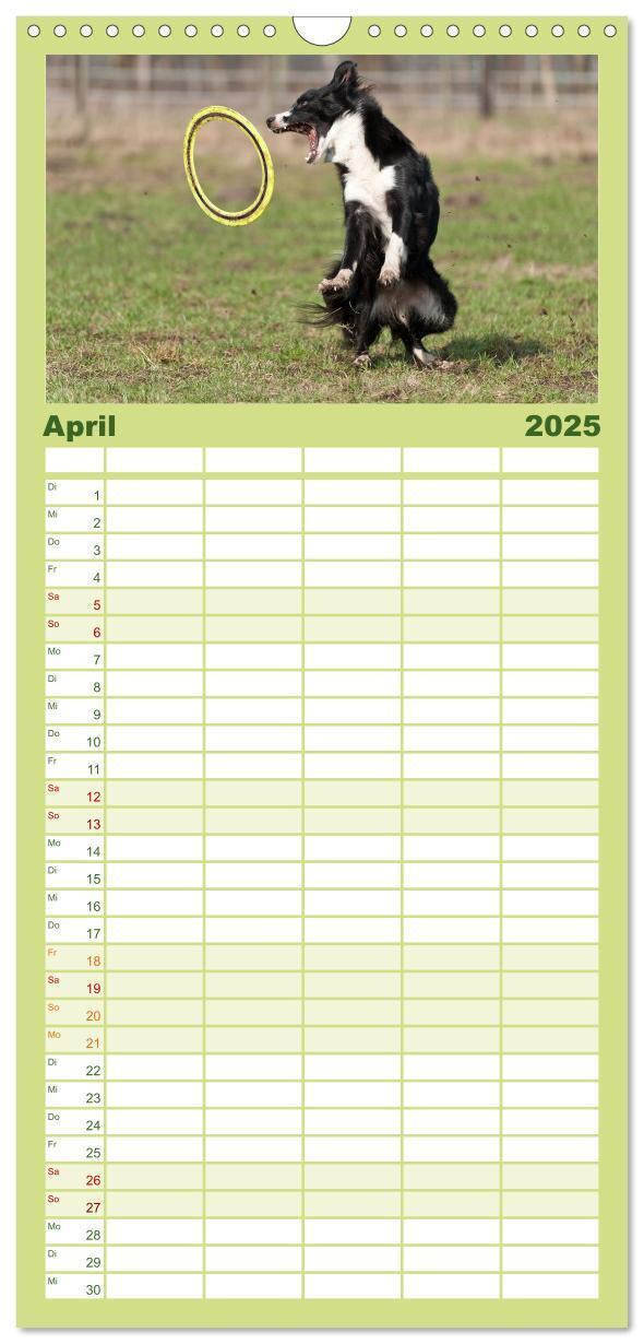 Bild: 9783457110454 | Familienplaner 2025 - Border Collies mit 5 Spalten (Wandkalender,...