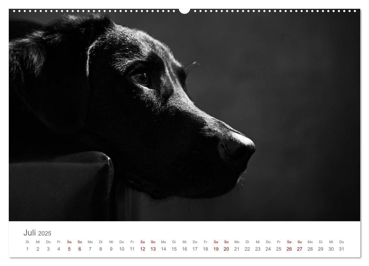 Bild: 9783435434213 | Hundeportraits Fine Art (Wandkalender 2025 DIN A2 quer), CALVENDO...