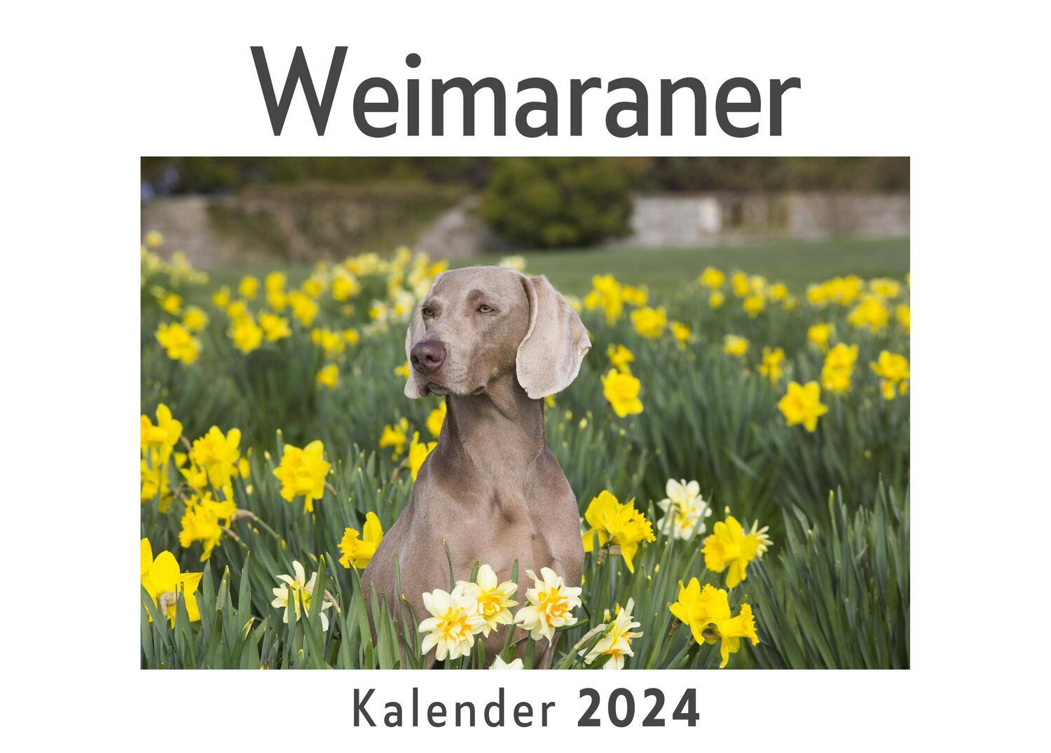 Cover: 9783750557284 | Weimaraner (Wandkalender 2024, Kalender DIN A4 quer, Monatskalender...
