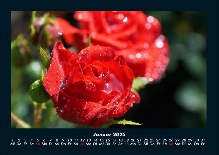 Bild: 9783755970637 | Rosen-Kalender 2025 Fotokalender DIN A4 | Tobias Becker | Kalender