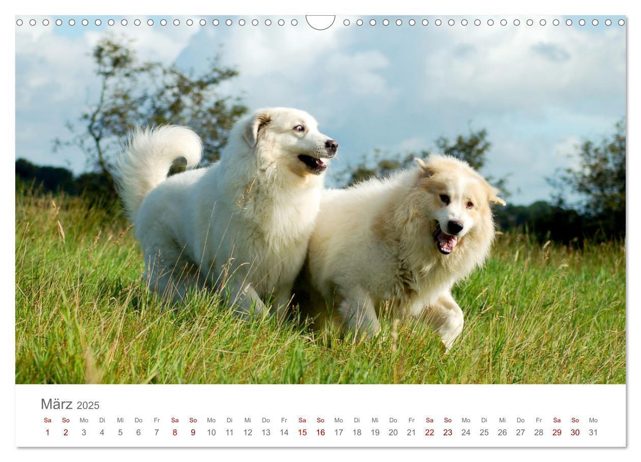 Bild: 9783435054695 | Pyrenäenberghunde (Wandkalender 2025 DIN A3 quer), CALVENDO...