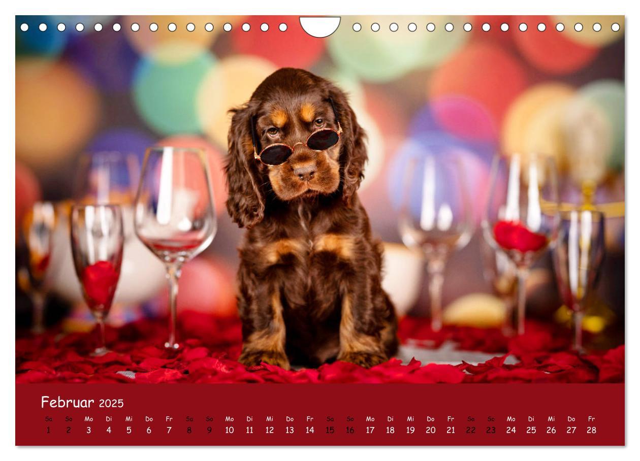 Bild: 9783435137305 | Elvis ein Engl. Cocker Spaniel wird Groß (Wandkalender 2025 DIN A4...