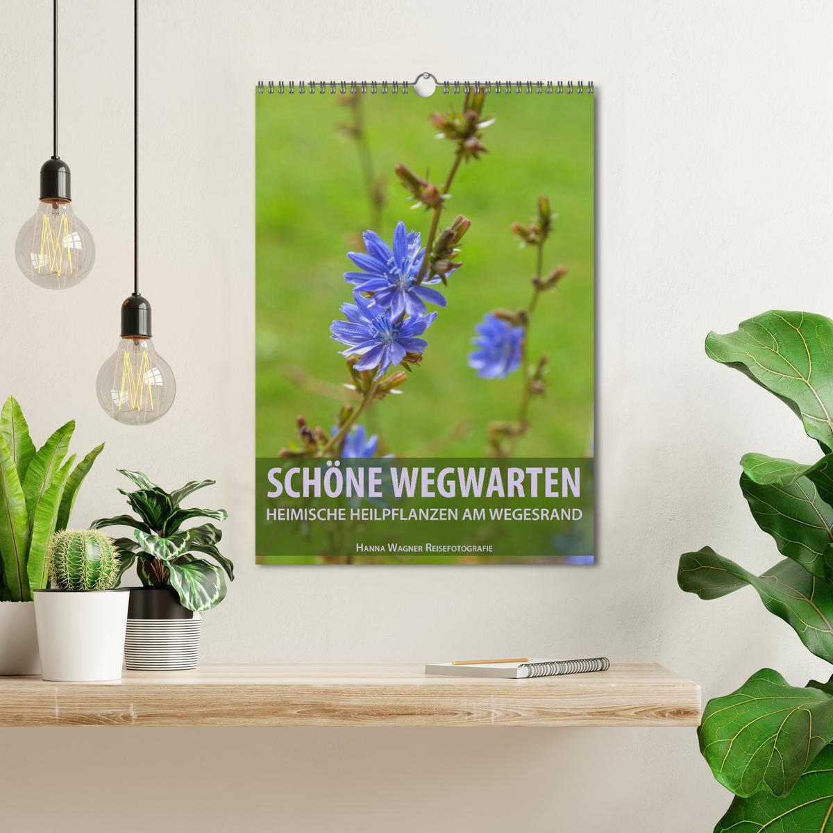 Bild: 9783435980635 | Schöne Wegwarten. Heimische Heilpflanzen am Wegesrand (Wandkalender...