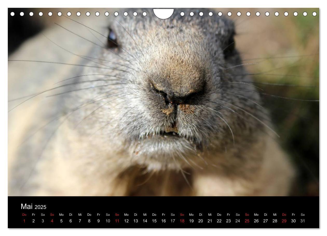 Bild: 9783435784622 | Murmeltiere (Wandkalender 2025 DIN A4 quer), CALVENDO Monatskalender