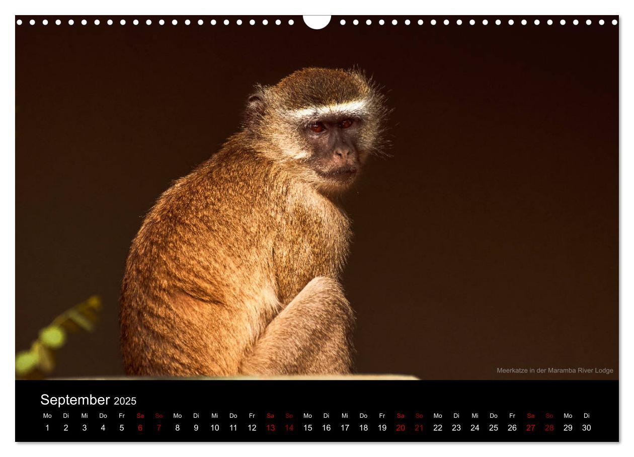 Bild: 9783435381982 | SAMBIA IM HERZEN AFRIKAS (Wandkalender 2025 DIN A3 quer), CALVENDO...