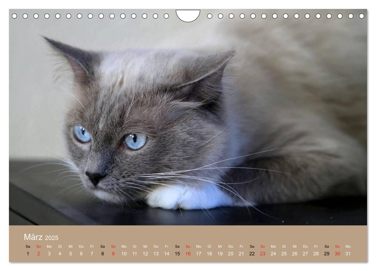 Bild: 9783435492268 | Verliebt in Ragdolls ... die sanfte Katzenrasse (Wandkalender 2025...