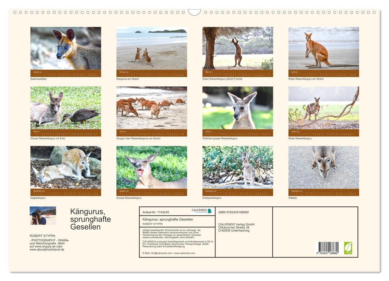 Bild: 9783435188680 | Kängurus, sprunghafte Gesellen (Wandkalender 2025 DIN A2 quer),...