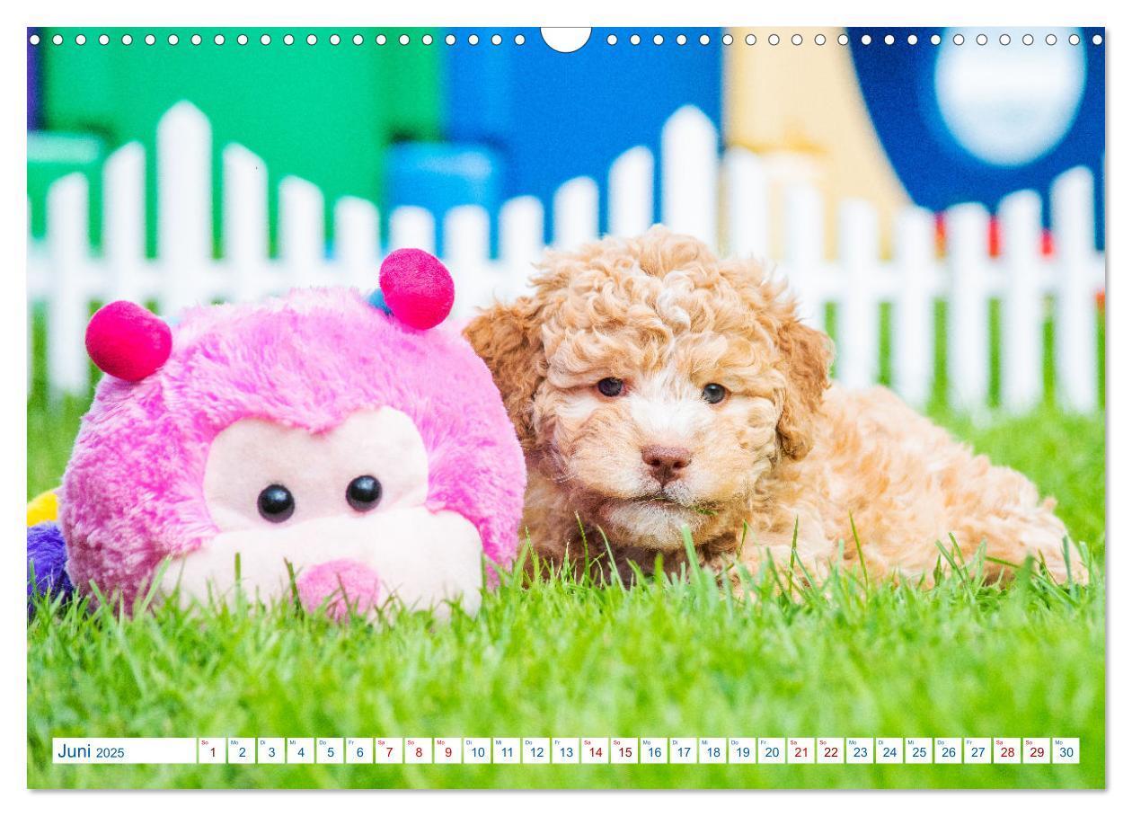 Bild: 9783435028313 | Lagotto Romagnolo - Bilder aus der Kinderstube (Wandkalender 2025...